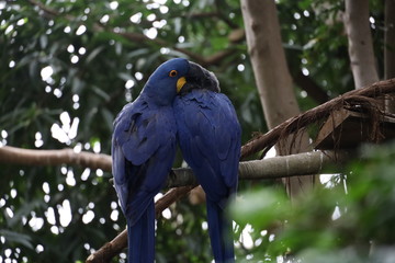 Love Birds