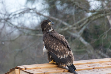 juvenile Bald eagle