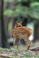 young sika deer fawn in the forest close up