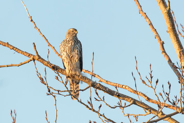 juvenile northern goshawk