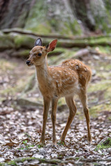 Naklejka na ściany i meble young sika deer fawn in the forest close up