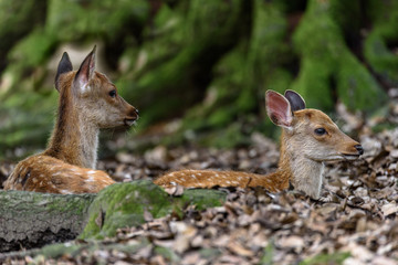 Family of sika deer resting in the forest