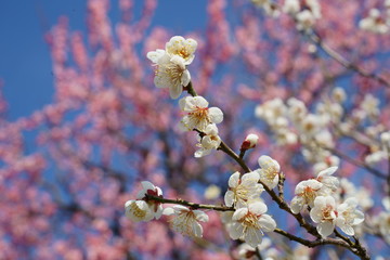 青空と紅梅を背景に早春の白梅の花が咲く