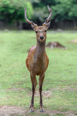 male sika deer close up - 321766623