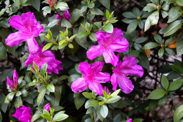 Purple Flower Blossoms on Bush