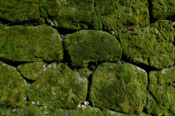 Obraz premium stone wall covered by moss