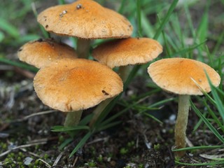 ムジナタケのアップ