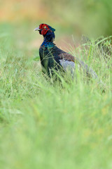 Japanese pheasant close up in a green rice field