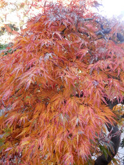 Autumnal colors in Kyoto temple garden