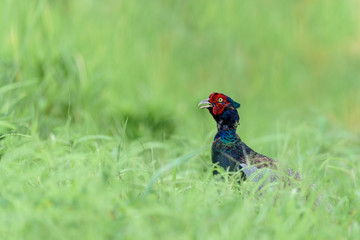 Japanese pheasant close up in a green rice field