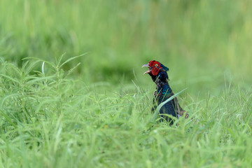 Japanese pheasant close up in a green rice field