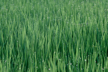 Fototapeta na wymiar rice field macro after the rain