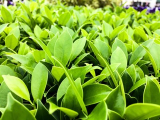 Top of banyan leaves