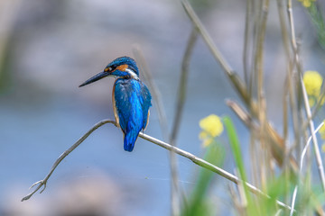 Kingfisher on a branch