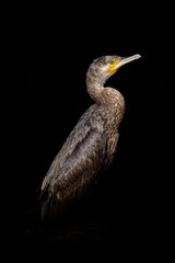 Great cormoran resting on a rock
