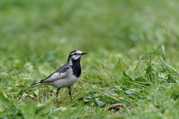 Japanese (Kamchatka) Pied Wagtail, Black-backed Wagtail, black and white bird in the grass