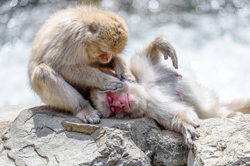Japanese macaque, snow monkey looking for lice on partner (grooming)