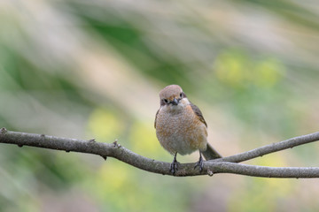 Female bull-headed shrike (mozu) on a branch close up