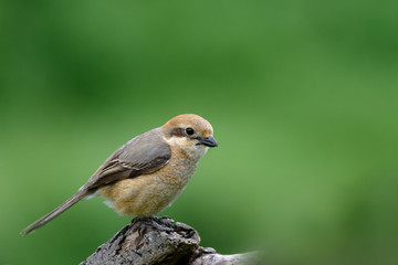 Female bull-headed shrike (mozu) on a branch close up