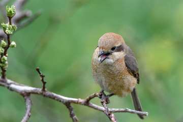 Female bull-headed shrike on a branch (mozu) close up asking to the male to bring food.