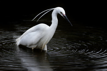 Japanese white egret