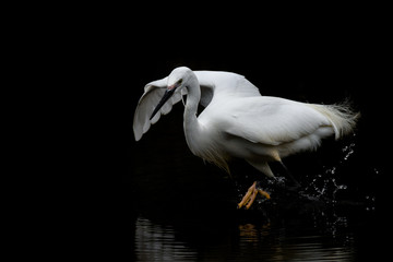 Japanese white egret