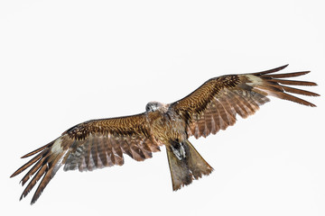 Black kite flying