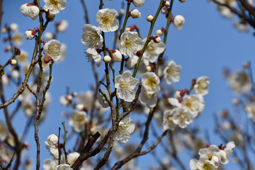 青空を背景に咲いている白梅
