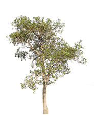 A tree on a white background.