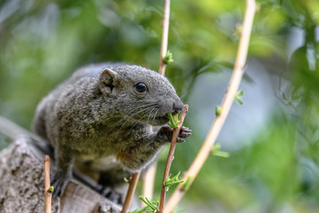Formosan squirrel portrait (also called Taiwan squirrel)