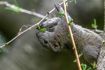 Formosan squirrel portrait (also called Taiwan squirrel)