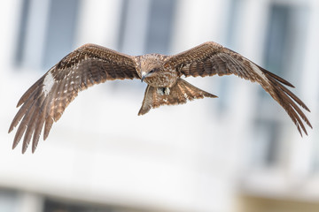 Black kite in the city of Tokyo with building in background