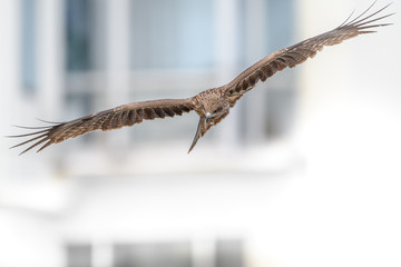 Fototapeta premium Black kite in the city of Tokyo with building in background