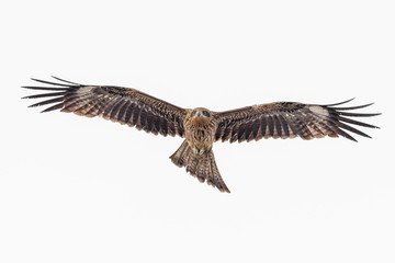 Black kite flying