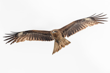 Black kite flying