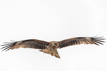 Black kite flying