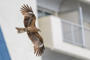 Black kite in the city of Tokyo with building in background