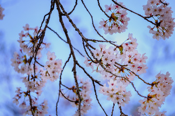 桜