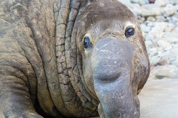 Potrrait of male elephant seal at Pont Reyes National Seashore