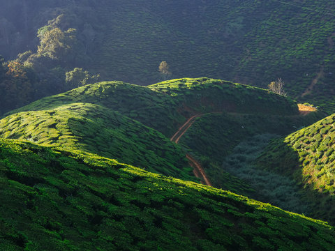 Vivid landscape shot of tea plantations