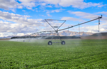 irrigation of field