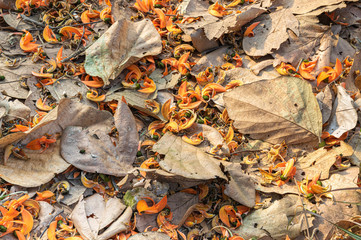 a picture of orange flowers from a flame of the forest (butea monosperm) on dry leaves