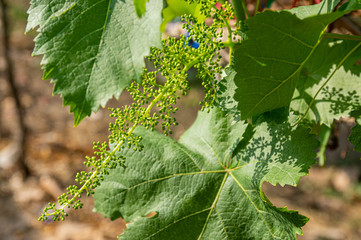 Picture of grapes plants in bud stage - closeup - selective focus