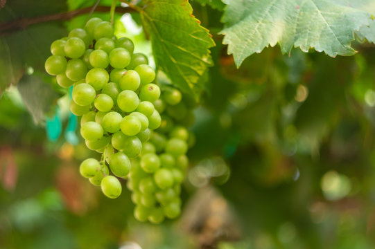 Picture of half ripe white malaga grapes in the vineyard - closeup
