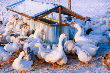 Flock of domestic geese on a farm