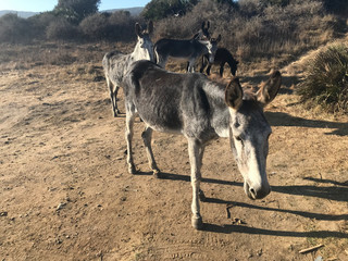 Donkey on a walk through the parking lot. Wildlife in Tarifa Andalucia Spain. You can watch them on the surrounding beaches in large quantities. The whole donkey family