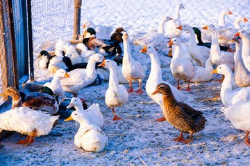 Obraz premium Flock of domestic geese on a farm