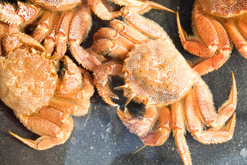 crab on the market for sale
