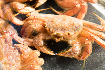 crab on the market for sale