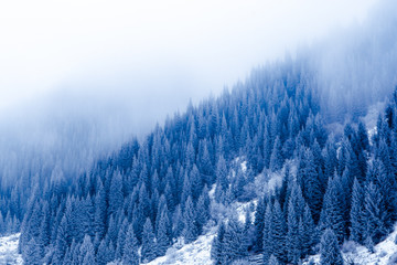 The first snow in the misty mountains with tall fir trees